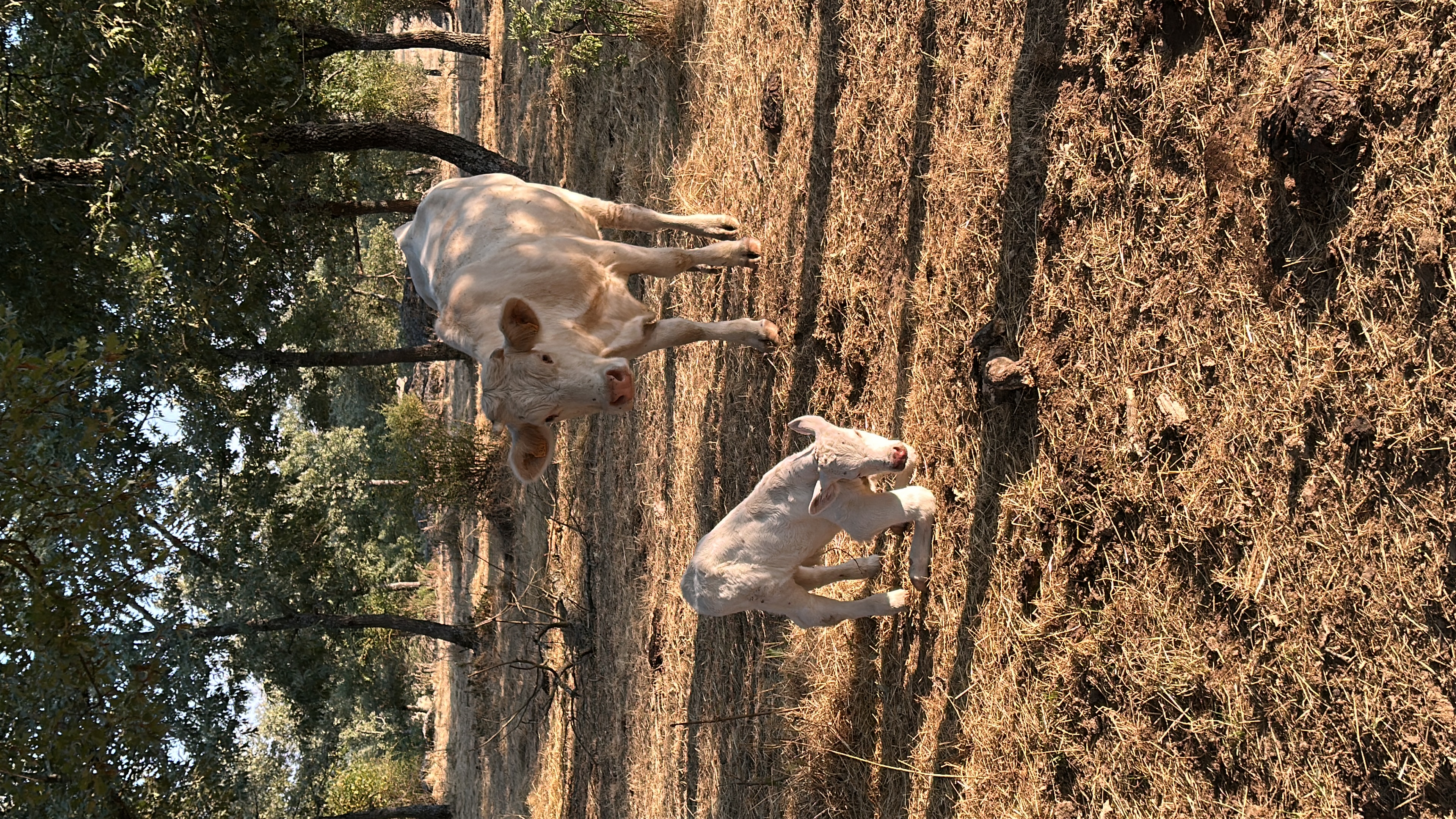 Entorno de la finca en Mombuey, Zamora
