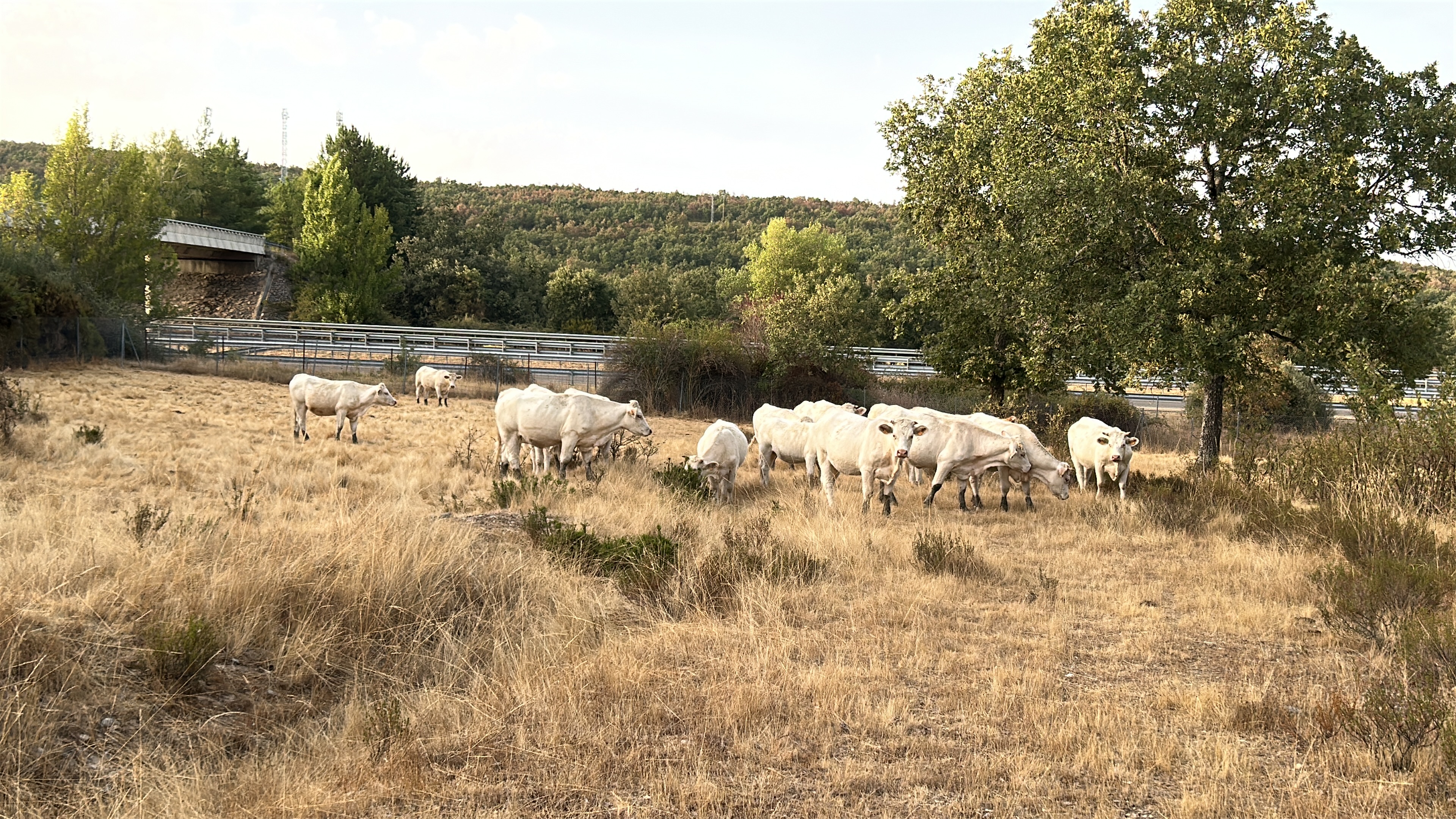Imagen de campo con animales en lote organizado