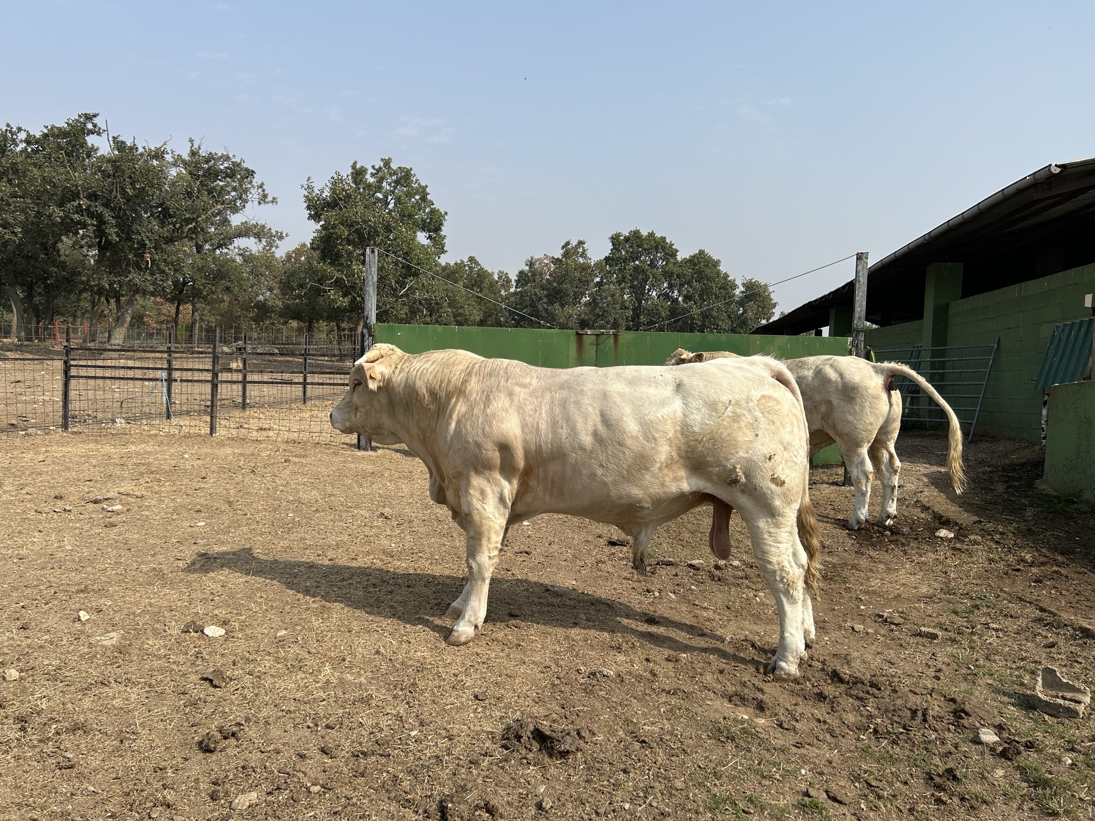 Lote de vacas en la finca durante la mañana