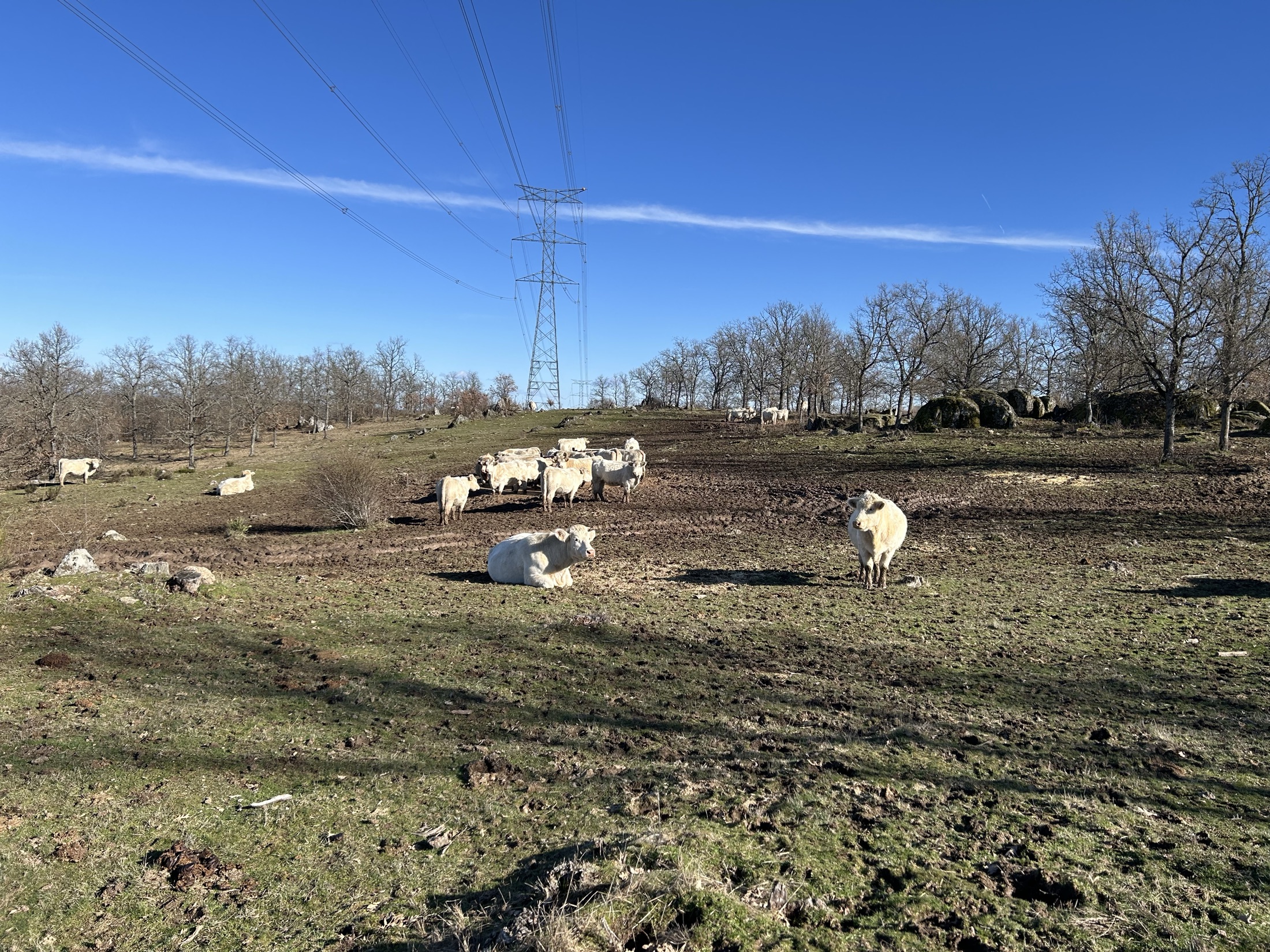 Animales charoleses con fondo de la finca