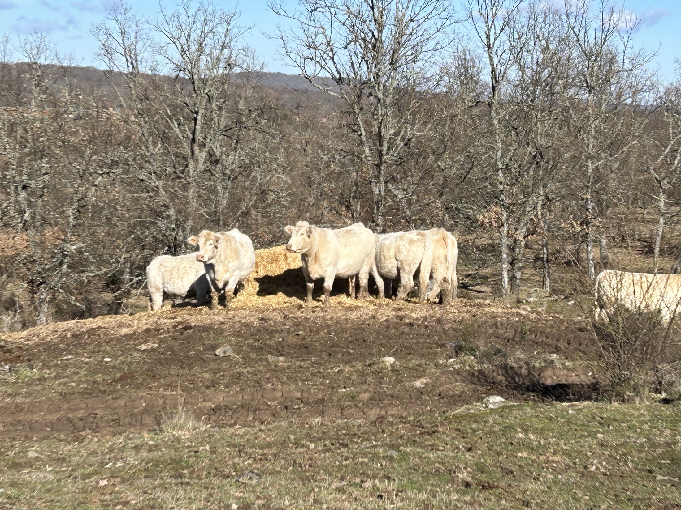 Novillas de reposición en manejo extensivo con buena estructura