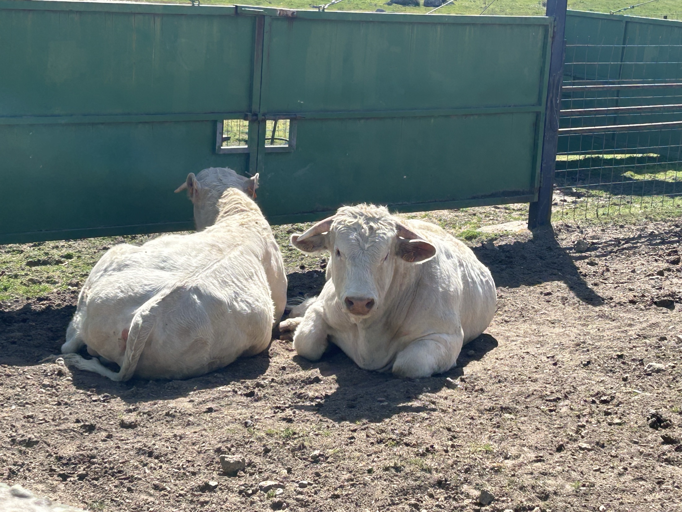 Animales en desplazamiento dentro de la finca