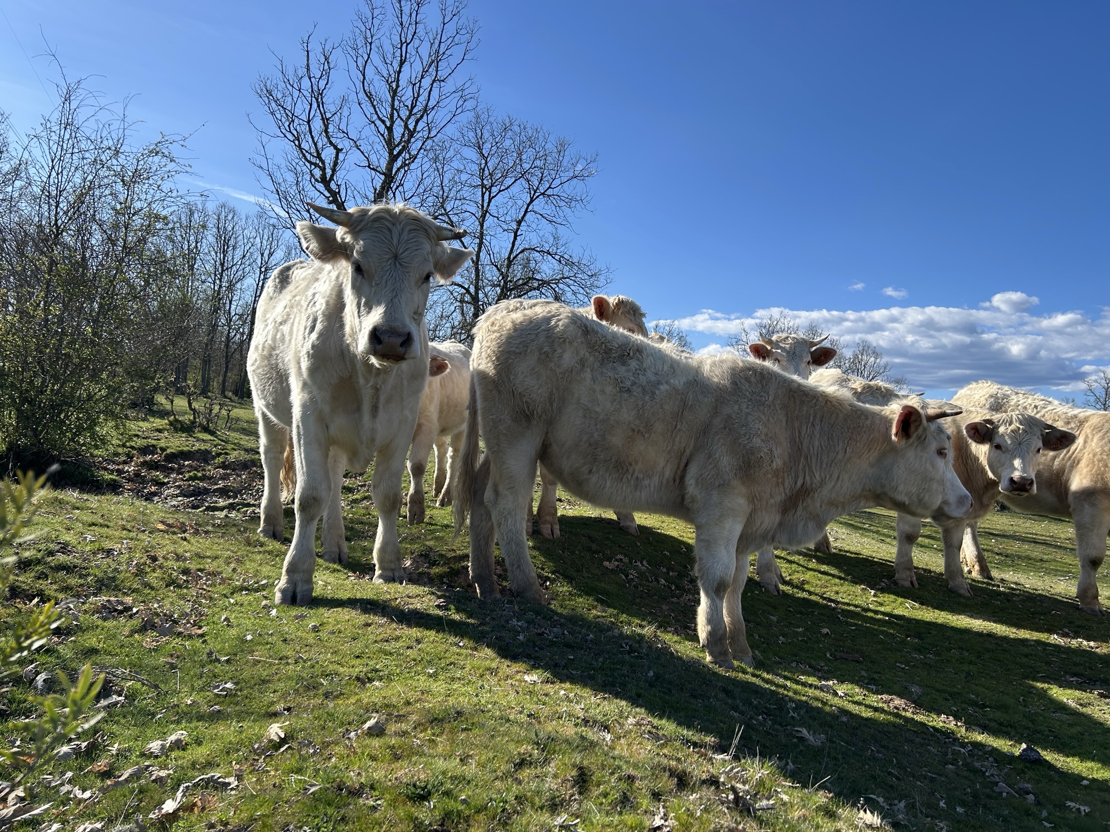 Grupo de vacas madres con ternero al pie en fase de lactación