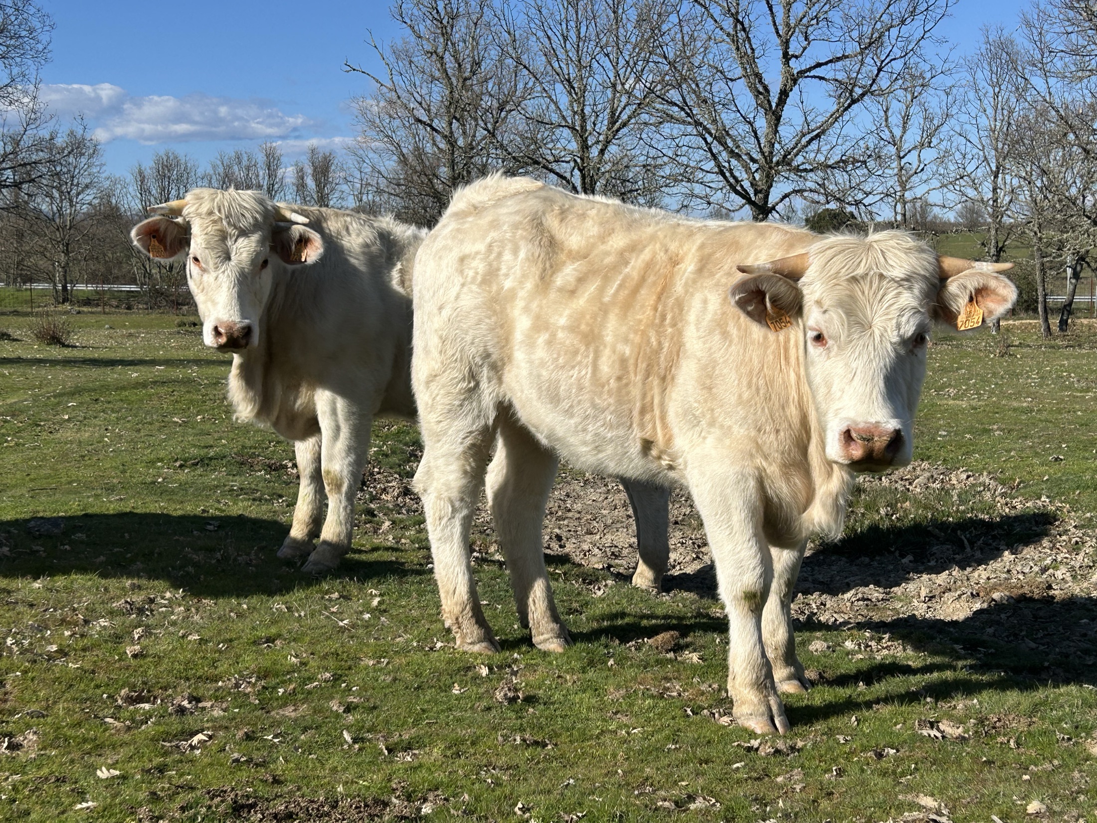 Animales en entorno natural con foco en rusticidad y longevidad