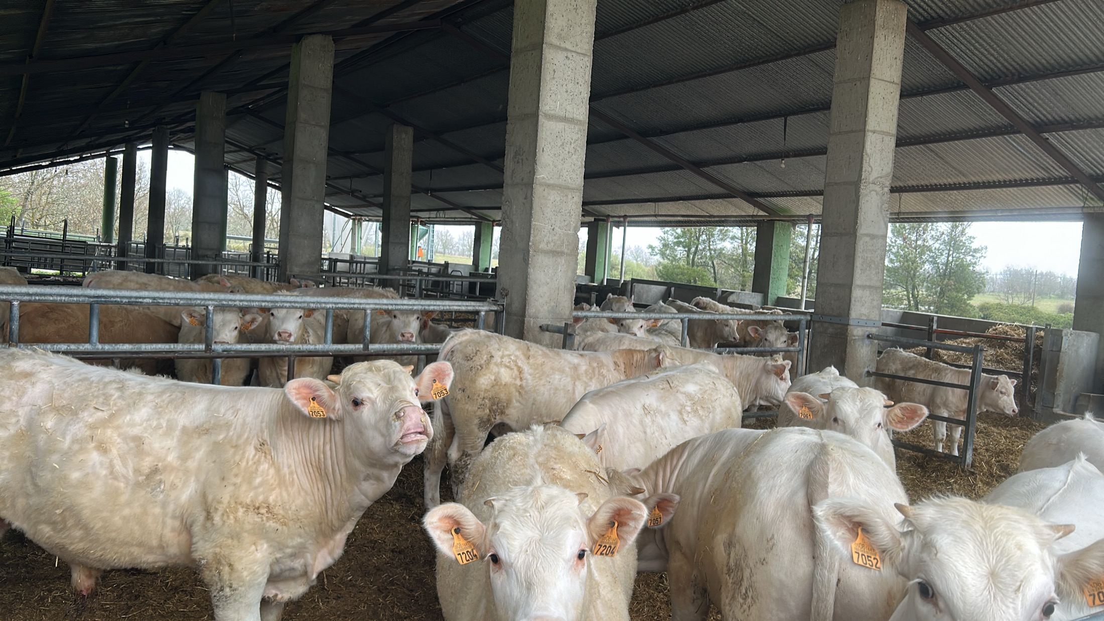 Lote de animales en la explotación
